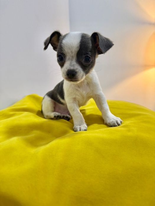 Chihuahua menino top