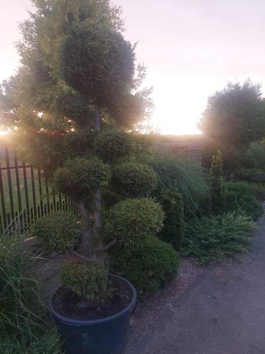 Piękny bonsai 14 letni