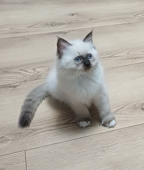 Kotka ragdoll gotowa do zmiany domu