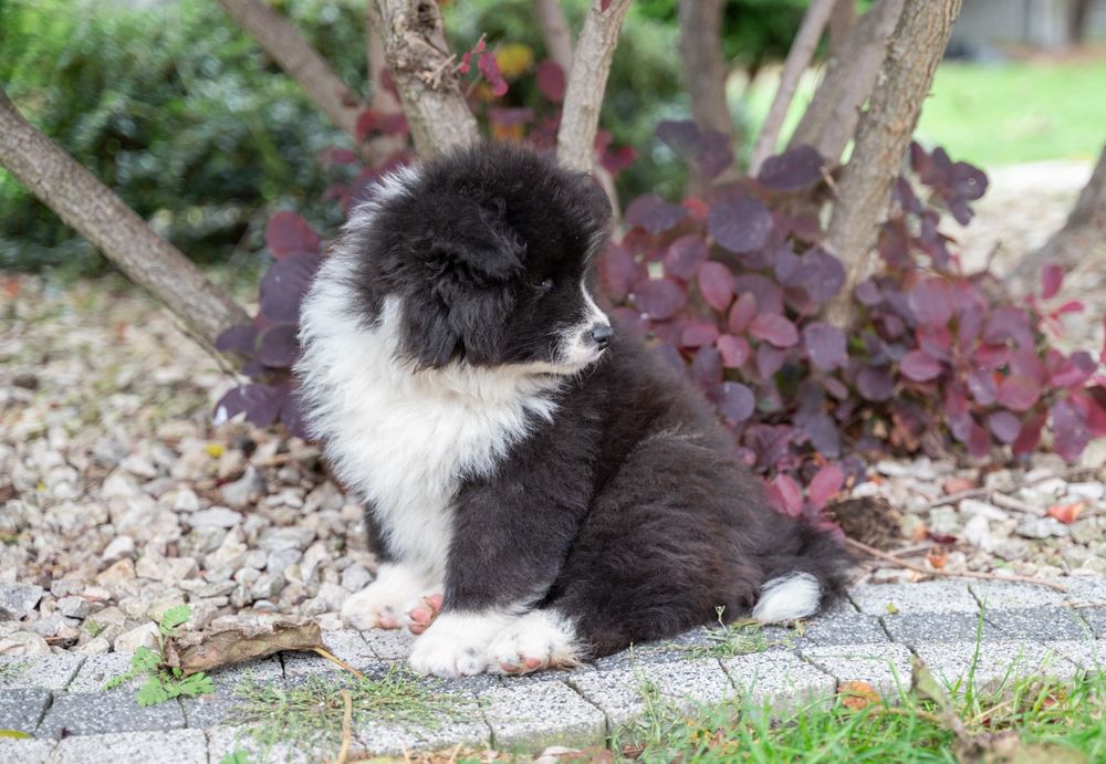 Akita Inu rodowód FCI/ ZKwP długowłosy piesek
