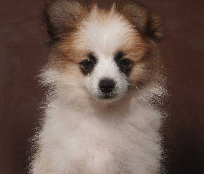 девочка папильон микс