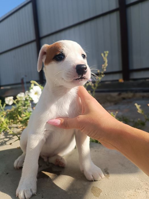 Вот такой пацан ))