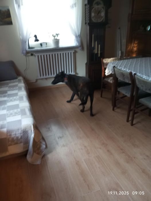 Agorek, owczarek holenderski  szuka domu