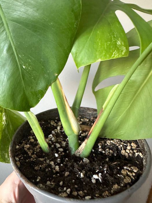 Monstera Variegata