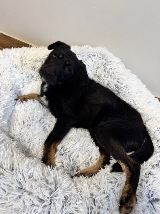 Śliczny grzeczny roczny Frutek do adopcji