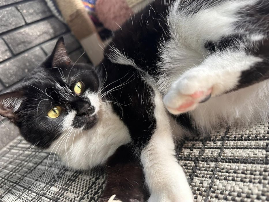 Моніка, кішка стерилізована, чудовий характер