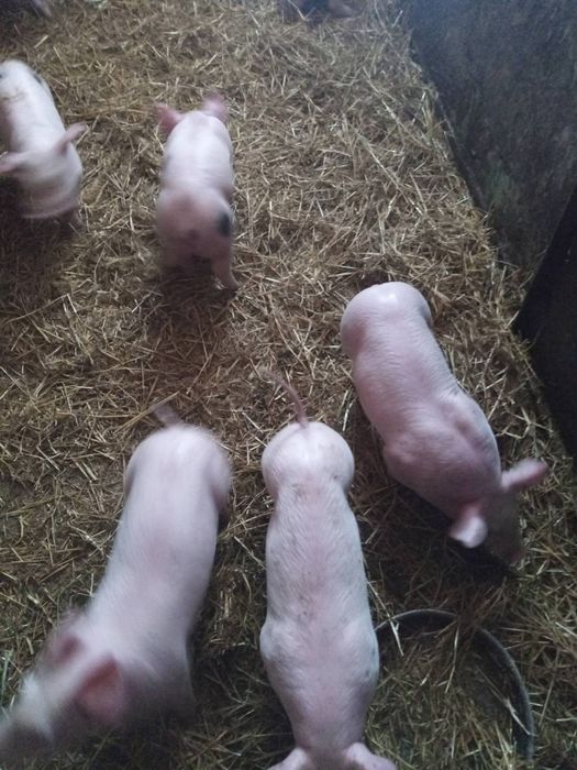 поросята  петрен