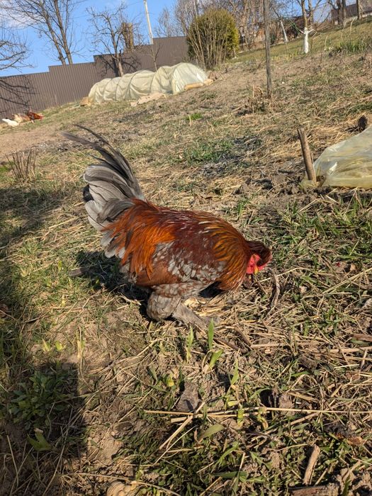 півень молодий півник