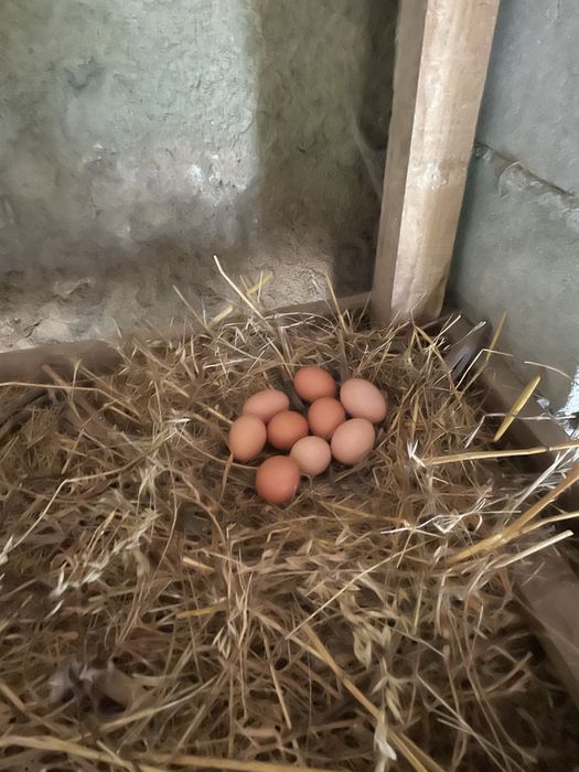 Ovos caseiros.