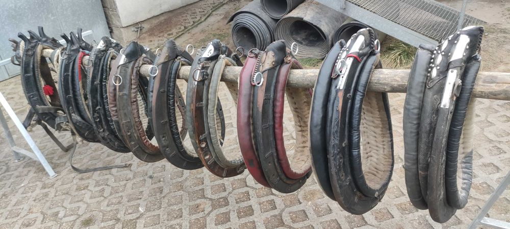 kon klacz chomąto uprząż