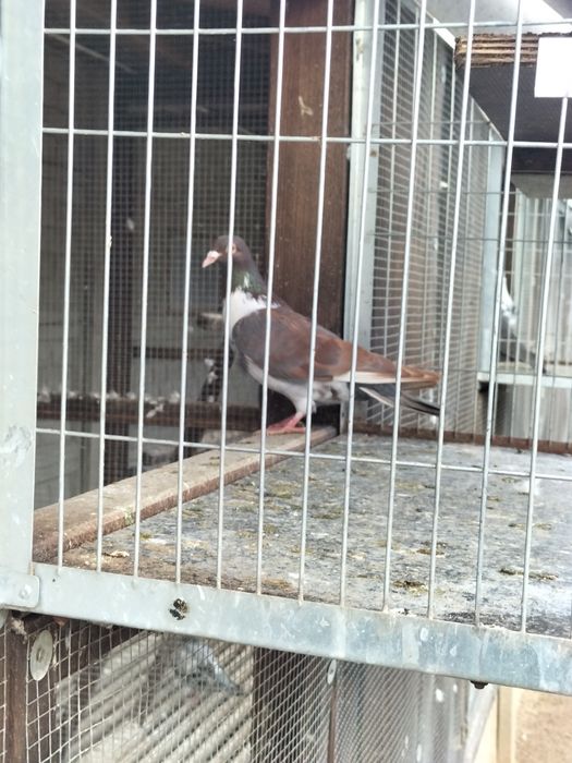 Gołąb ozdobny ładny