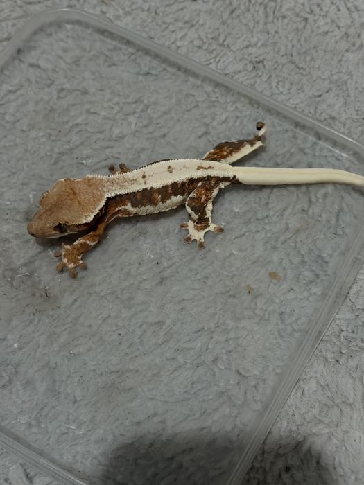 Gekon orzęsiony samica