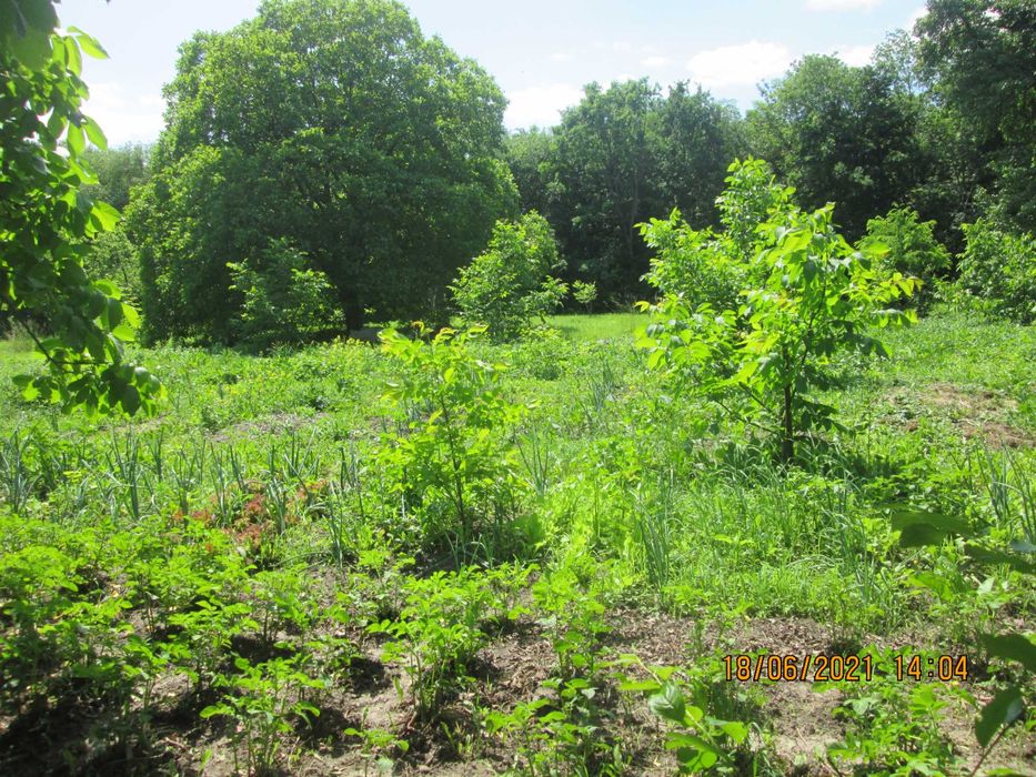 Продам будинок с. Косиківці