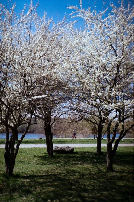 Konica c35 af фото