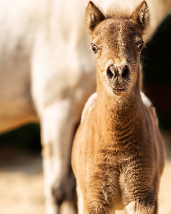Метис Американской лошадки и пони