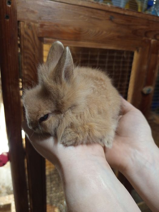 Милый маленький крольчонок