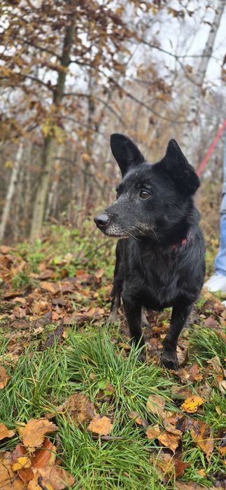 7kg sunia do adopcji