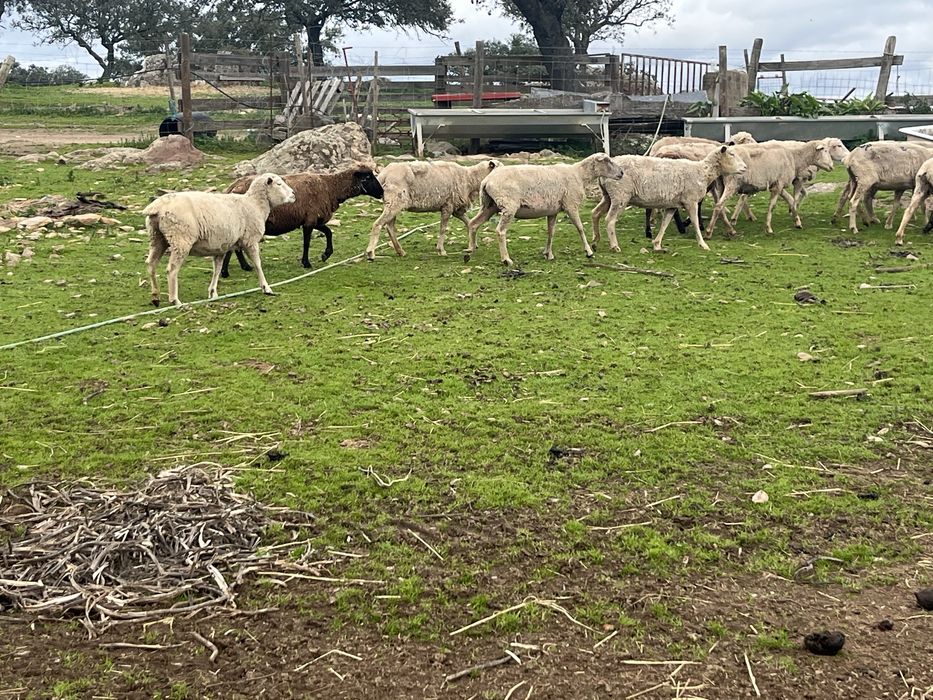 Rebanho de ovelhas para venda
