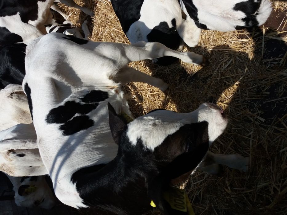 Продам телку настоящий голштин!