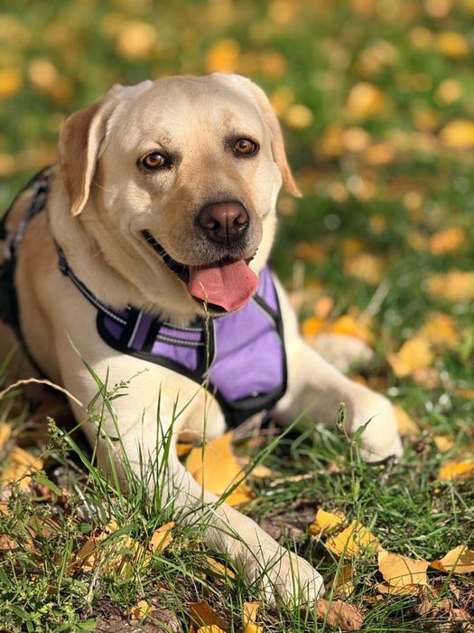 Віддам собаку в добрі руки