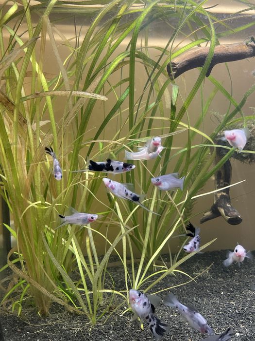 Мечоносець Мармуровий