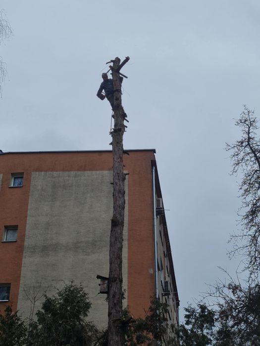 Wycinka, koszenie, przycinanie Tuji/żywopłotu