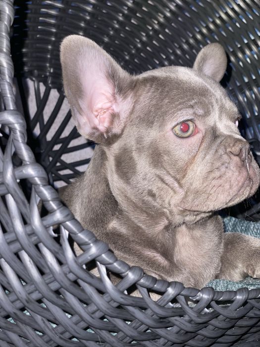 Мальчик француз лиловый