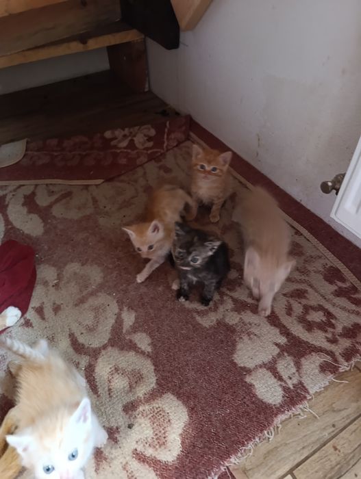 Отдам котят в хорошие заботливые руки