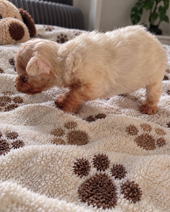 Caniche Toy Macho Bebé
