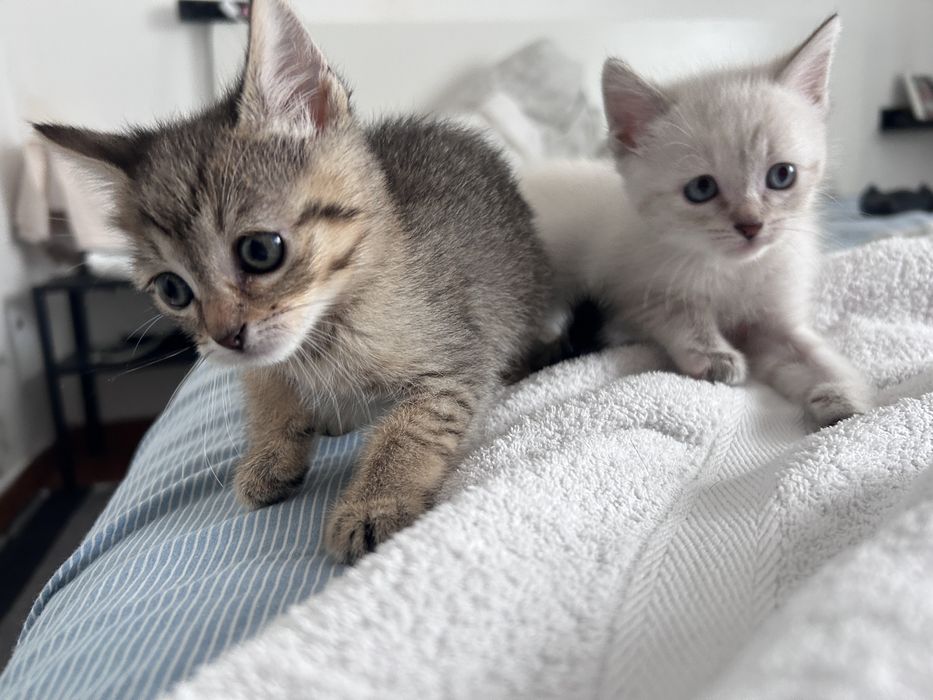 Tenho gatos para adotar