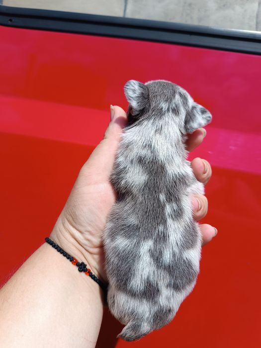 Миловидні Французи різних кольорів з доставкою до вас