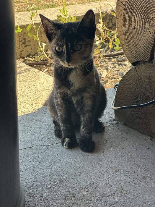 Kotka kot oddam do adopcji czarny z rudymi cieniami
