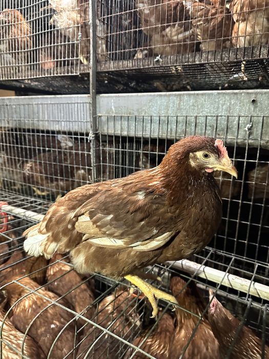 Несучка Ломан Браун