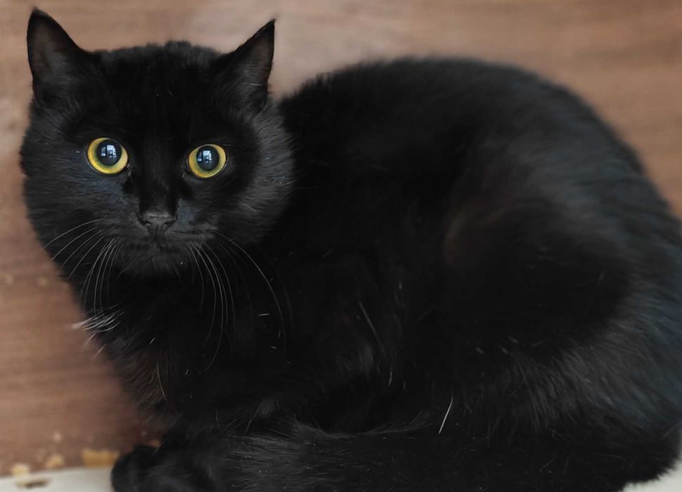 Клітка — не його доля. Боря (кіт, 8 місяців)