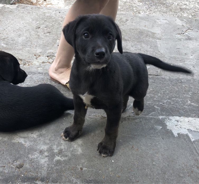 Відам в добрі руки, красивих дівчаток