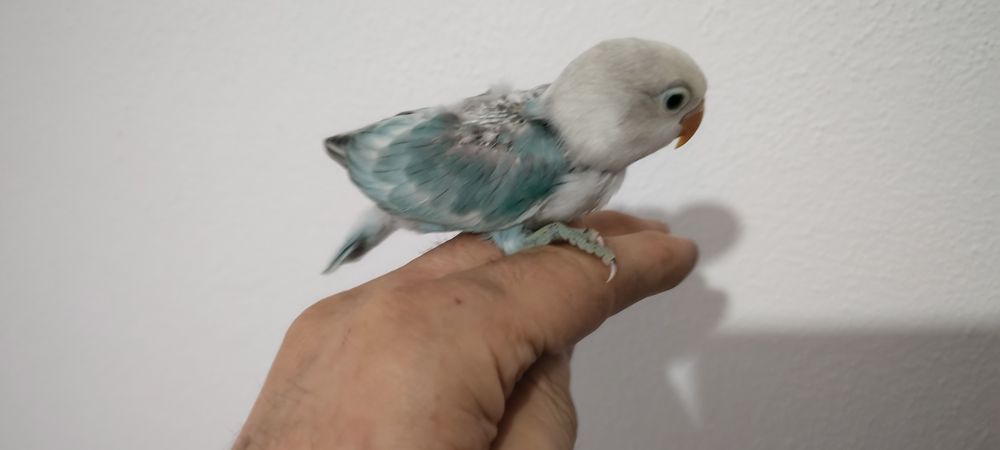 Agapornis Fischer , Blue Opalino.