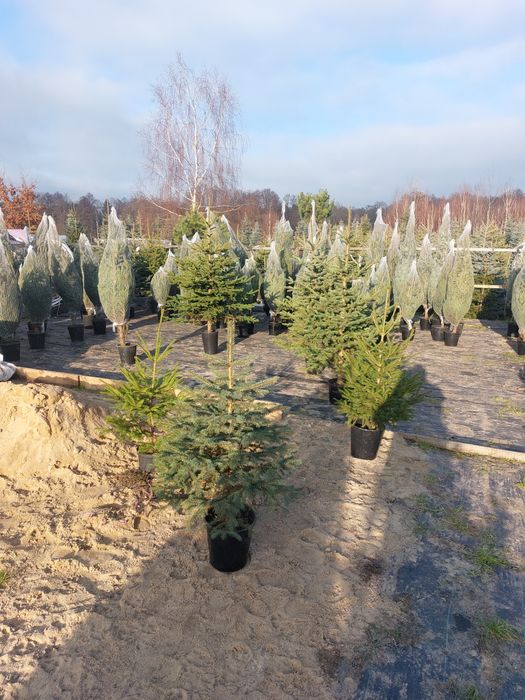 Choinki z dowozem do klienta.