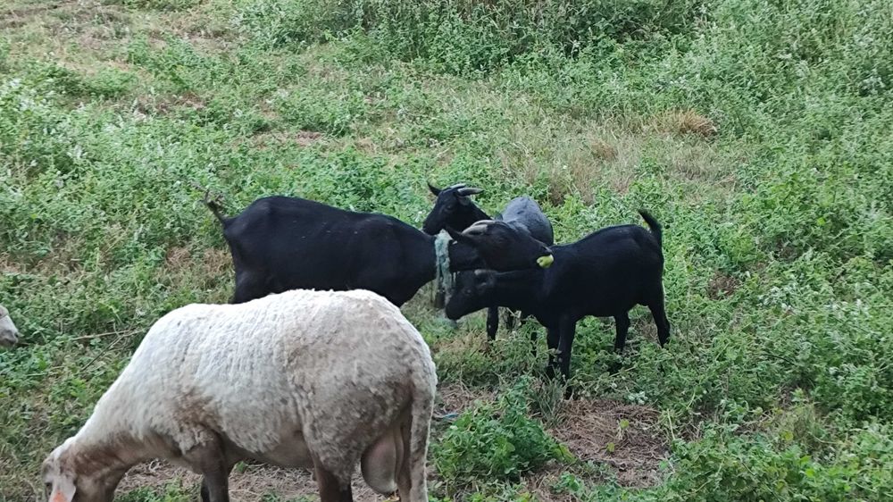 Caprinos raça murciana granadina
