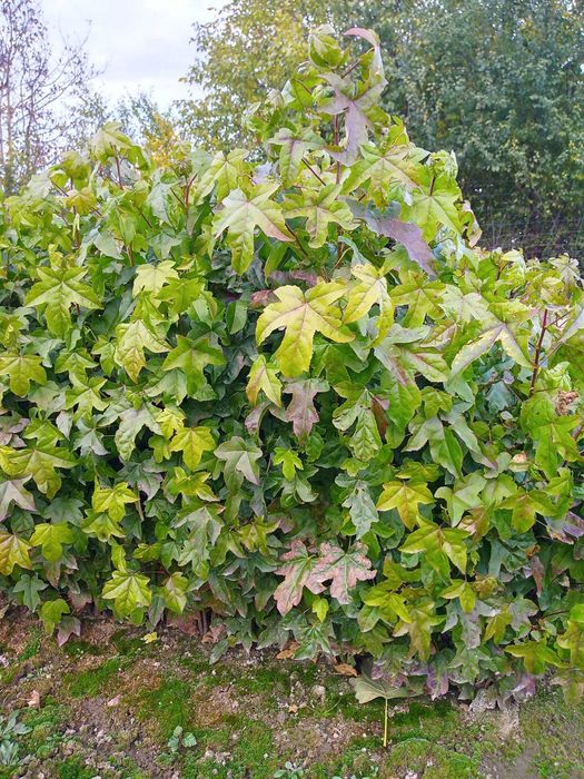 Sadzonki drzew leśnych