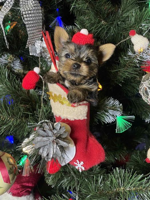 Щенок йорк ждет в новогодние праздники свою семью