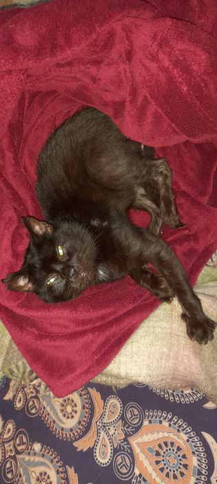 Віддаємо лагідного котика. Сумка-переноска в подарунок