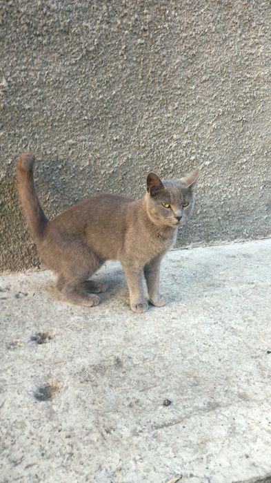 Стерилізовані кішечки в добрi руки