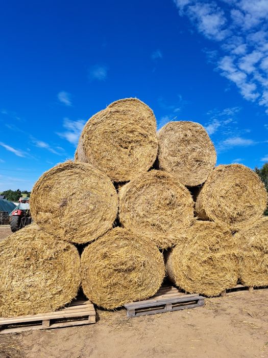Słoma w balotach sucha spod flizu z Transportem / słoma dla zwierząt