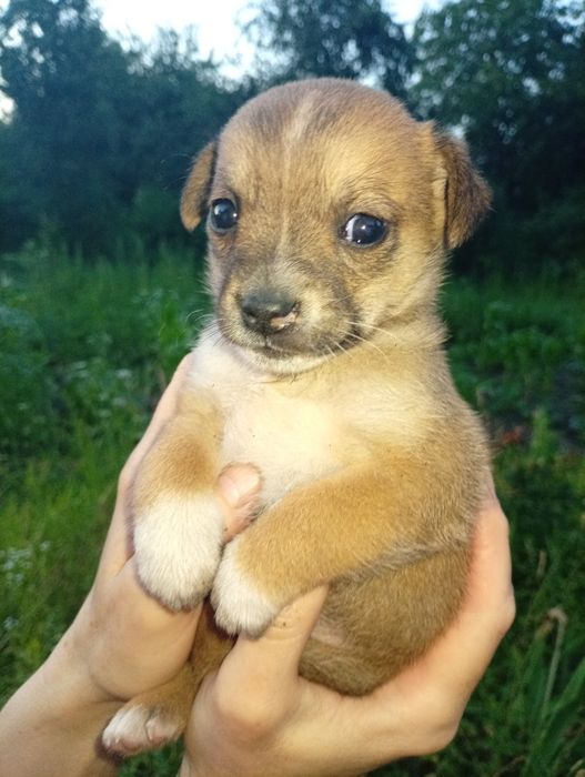 Хлопчика Цуценя в добрі руки