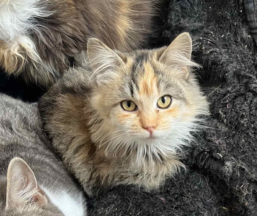 Киця врятована з вулиці, доліковуємо нежить.Відповідальним пет-батькам