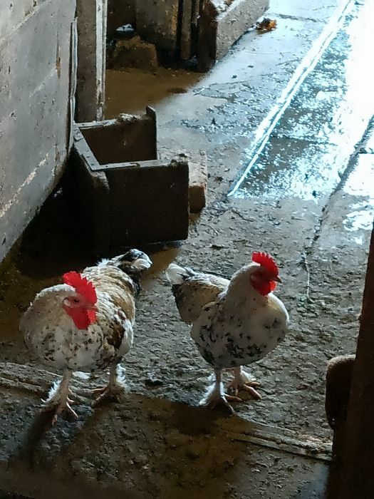 Петушки лилипуты