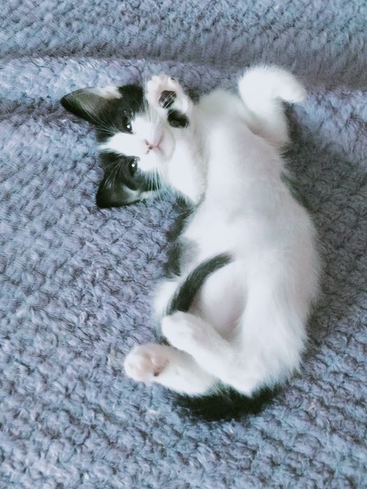 Котенок мальчик в поисках дома!