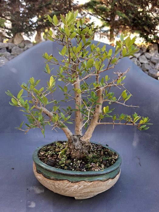 Bonsai Oliveira (Olea Europaea var.Sylvestris)