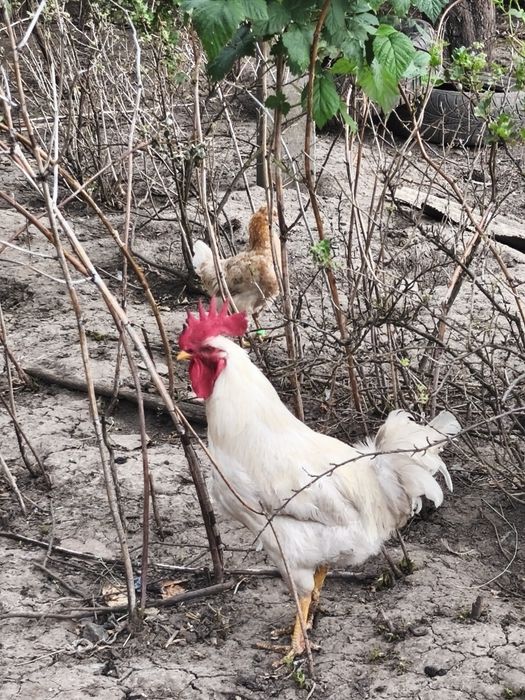 Продам молодых петухов.