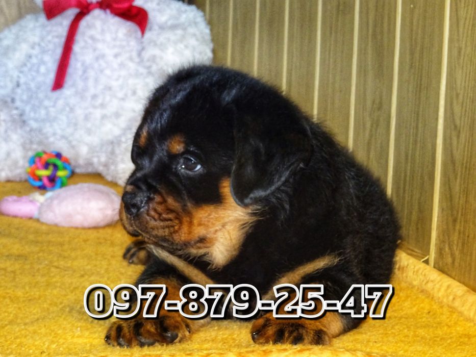 Мощнейшие ротвейлерята от добротных собак!